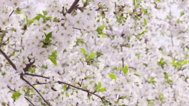Güneşli bahar gününde çiçek açan kiraz ağacı, geniş açılı yakın plan.