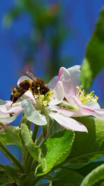 Kvetoucí Třešeň Včelkou Sbírající Pyl Nektar Pro Med Slunném Jarním — Stock video