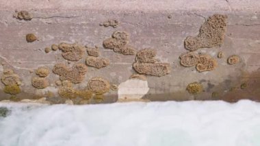 Altında köpüklü su akan beton su üzerindeki yosunlar..