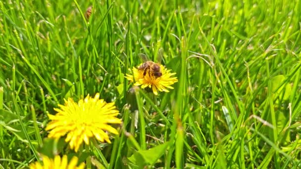 Honigbiene Bestäubt Gelbe Löwenzahnblüte Auf Grünem Rasenfeld Nahaufnahme — Stockvideo