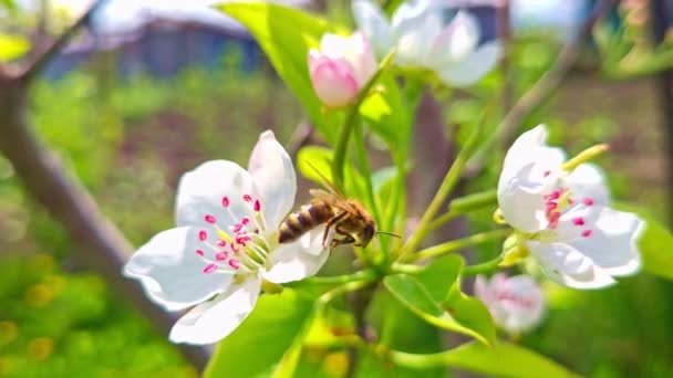 Blommande Äppelträd Med Ett Som Samlar Pollen Och Nektar Till — Stockvideo