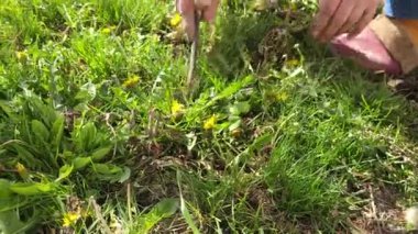 Kadın elleri, güneşli bir bahar gününde bahçedeki sarı karahindibaları yavaş çekimle kaldırıyor.