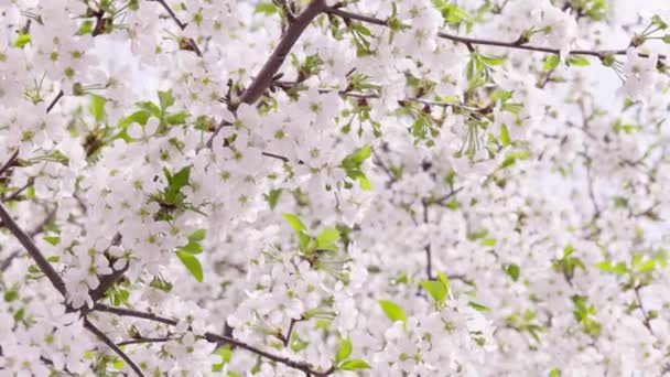 Güneşli Bahar Gününde Çiçek Açan Kiraz Ağacı Geniş Açılı Yakın — Stok video