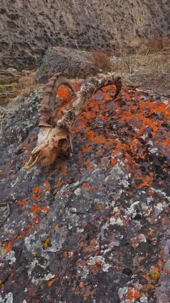 Górska Czaszka Kozła Rogami Leży Kamieniu Tle Gór Wiosenny Dzień — Wideo stockowe