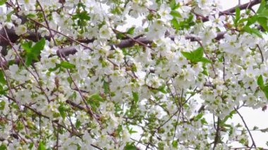 Güneşli bahar gününde çiçek açan kiraz ağacı, geniş açılı yakın plan.