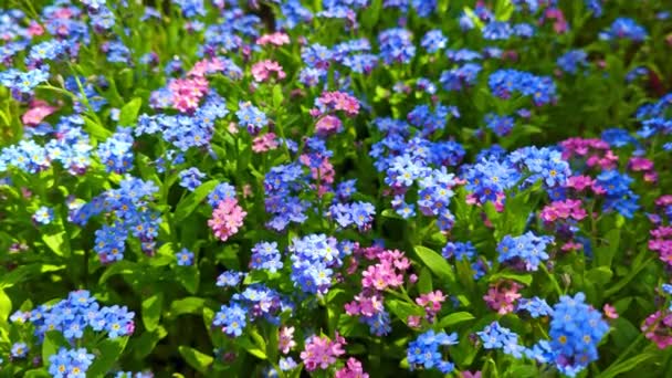 Jardim Azul Rosa Esqueça Não Myosotis Scorpioides Flores Meio Folhas — Vídeo de Stock