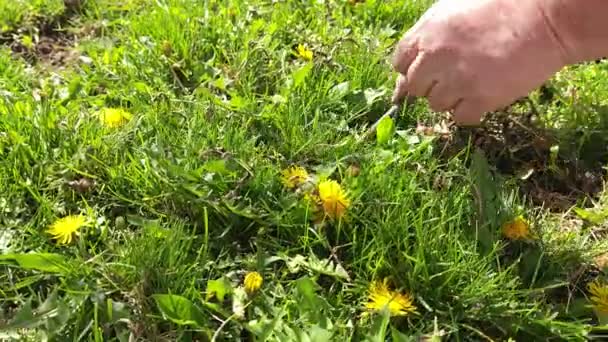 Woman Hands Removing Yellow Dandelions Lawn Garden Sunny Spring Day — Stock Video