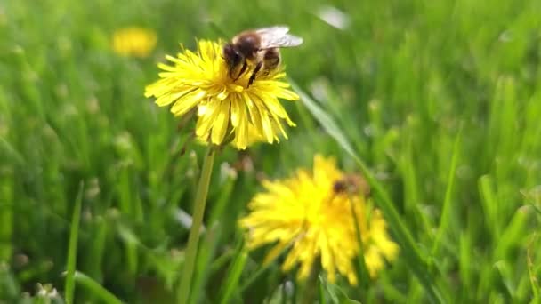 Bal Arısı Yeşil Çimen Tarlasında Tozlanan Sarı Karahindiba Çiçeği Yakın — Stok video