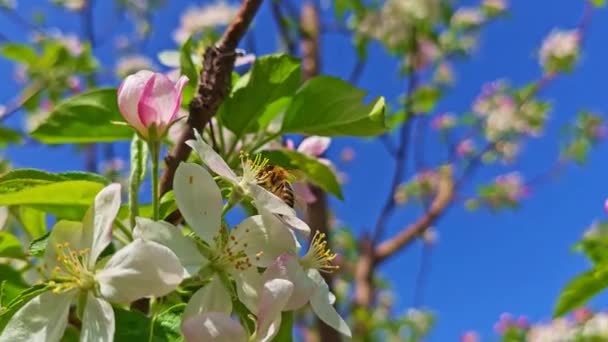 Квітуче Вишневе Дерево Бджолою Збирає Пилок Нектар Меду Сонячний Весняний — стокове відео