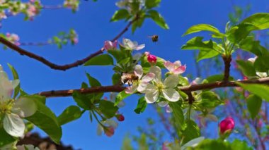 Çiçek açan kiraz ağacı, bir arı ile güneşli bahar gününde bal için polen ve nektar topluyor..