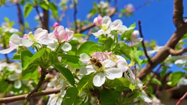 开了花的樱桃树 蜜蜂采集花粉和花蜜 在阳光明媚的春天 蓝天背景下采蜜 — 图库视频影像