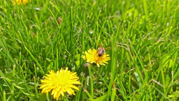 Медова Бджола Запилює Жовту Кульбабу Зеленому Газоні Крупним Планом — стокове відео