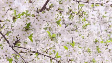 Güneşli bahar gününde çiçek açan kiraz ağacı, geniş açılı yakın plan.