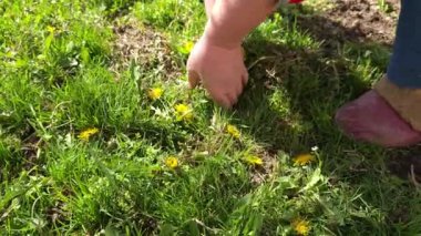 Kadın elleri, güneşli bir bahar gününde bahçedeki sarı karahindibaları yavaş çekimle kaldırıyor.