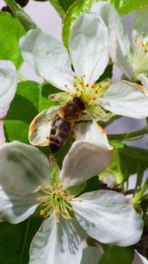 Arıyla çiçek açan kiraz ağacı güneşli bahar gününde bal için polen ve nektar topluyor..