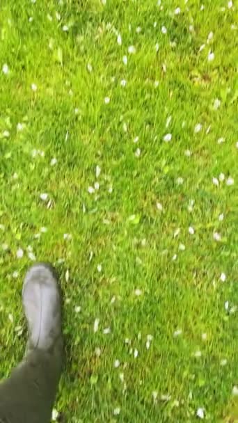 Botas Borracha Verde Andando Grama Verde Molhada Com Pétalas Flor — Vídeo de Stock