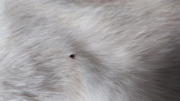 Tick Surface Fur White Domestic Cat — Vídeos de Stock
