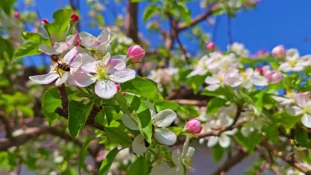 Çiçek Açan Kiraz Ağacı Bir Arı Ile Güneşli Bahar Gününde — Stok video