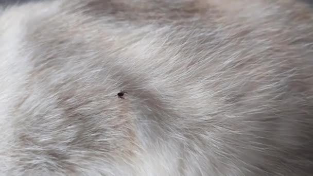 Centang Pada Permukaan Bulu Kucing Domestik Putih — Stok Video