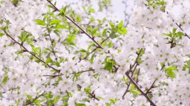 Güneşli bahar gününde çiçek açan kiraz ağacı, geniş açılı yakın plan.