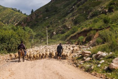 Cholpon-Ata, Kırgızistan 'da güneşli bir yaz gününde tozlu toprak dağ yolunda bir koyun sürüsüne liderlik eden iki çoban.