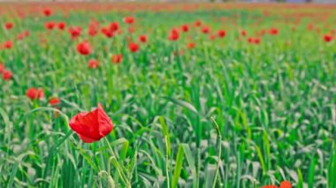 Çiçekli kırmızı gelincikler, güneşli bir günde rüzgarda savrulan çavdarlarla tüm tarlayı doldurdu. Papaver rhoeas tarımda bir ot bitkisi olarak.