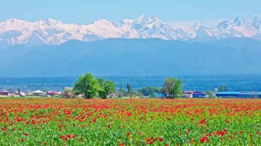 Çavdar tarlasında açan kırmızı gelincikler güneşli bir günde rüzgarda sallanırken arka planda dağlar ve orta zeminde küçük bir köy. Papaver rhoeas tarımda bir ot bitkisi olarak.