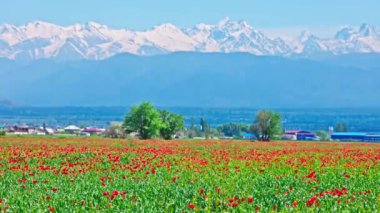 Çavdar tarlasında açan kırmızı gelincikler güneşli bir günde rüzgarda sallanırken arka planda dağlar ve orta zeminde küçük bir köy. Papaver rhoeas tarımda bir ot bitkisi olarak.