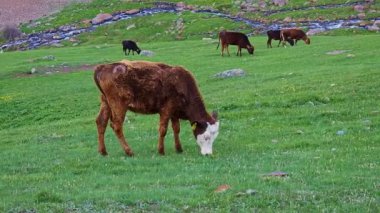 Kara kahverengi inek ve diğer inekler bulutlu bir günde eğimli çayırlarda otluyor..