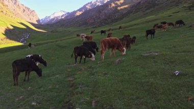 Dağların gölgesinde, çimenli yamaçlarda otlayan bir grup inek..