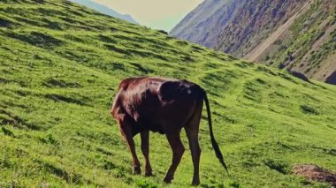 Güneşli bir akşamda dağlarda yeşil eğimli çayırlarda otlayan kahverengi bir inek..
