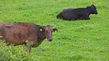 Siyah inek hareket etmeden kısa yeşil çayırlarda uzanıyor. Bir kahverengi inek yağmurlu bahar gününde küçük çalıların arkasında duruyor..