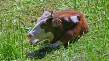 Açık kahverengi ve beyaz burunlu inek, kemirilmiş yeşil uzun otların arasında yerde yatıyor ve çiğniyor.