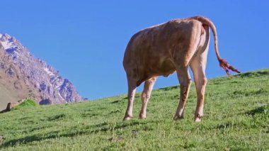 Beyaz inek dağdaki kısa otlağa bakıyor güneşli bir akşamda mavi gökyüzü arka planında, alçak açılı yan manzara.