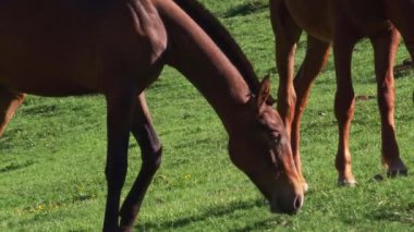 Burnu beyaz benekli kahverengi at güneşli bahar gününde yeşil çayırlarda otluyor..