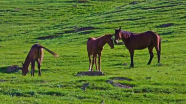 Kahverengi atlar yemyeşil gün batımında birbirleriyle otlayıp etkileşime geçiyorlar..