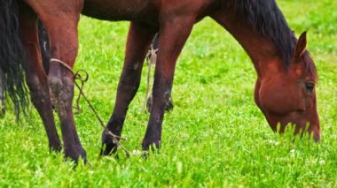 Bağlı kahverengi at, bulutlu bahar gününde yeşil çayırlarda otluyor, telefoto görüşü kapalı..