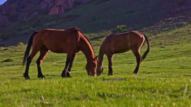 Kahverengi aygır, bağlı ön bacakları ve genç kahverengi kısrağı güneş ışınlarının altında yeşil otlaklarda otluyor..
