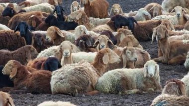 Yağ kuyruklu koyun sürüsü bahar akşamları açık hava ağılında kirli zeminde uzanıyorlar.