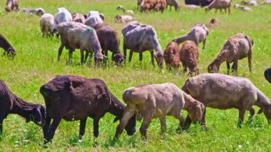 Yağlı fayanslı koyun sürüsü güneşli bir günde uzun çimenlerde otluyor..
