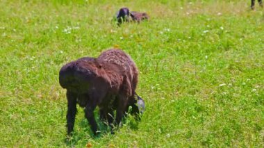 İki kahverengi, yağlı koyun güneşli bahar gününde çimenlerde otluyor..