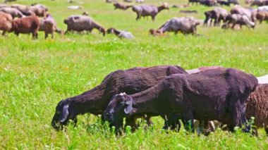 Yağlı kuyruklu koyun sürüsü güneşli bir günde çimenlerde otluyor..