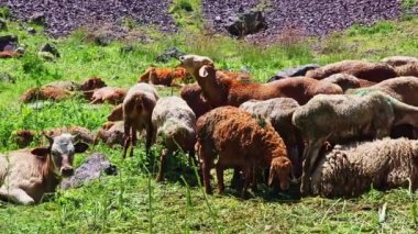 Yağlı fayanslı bir grup koyun, güneşli bahar günlerinde otlakta uzun otların arasında uzanıyor ve nefes alıyorlar..