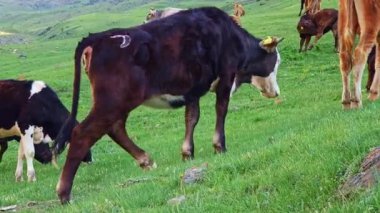 Beyaz benekli kırmızı, kahverengi ve siyah inekler bulutlu bir günde dağ geçidinde yeşil eğimli çayırlarda otluyor..