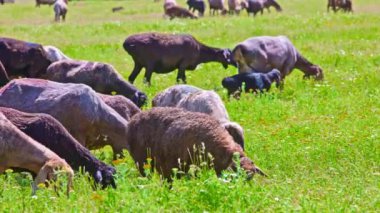 Yağlı kuyruklu koyun sürüsü güneşli bir günde çimenlerde otluyor..