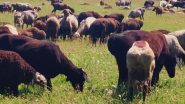 Yağlı kuyruklu koyun sürüsü güneşli bir günde papatya çiçeğiyle uzun bahar otlaklarında otluyor..