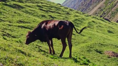 Güneşli bir akşamda dağlarda yeşil eğimli çayırlarda otlayan kahverengi bir inek..