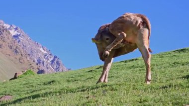 Beyaz inek memelerini yalıyor dağda kısa çimenler üzerinde güneşli bir akşamda mavi gökyüzü arka planında, alçak açılı manzara.