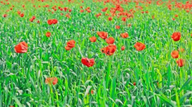 Çiçekli kırmızı gelincikler, güneşli bir günde rüzgarda savrulan çavdarlarla tüm tarlayı doldurdu. Papaver rhoeas tarımda bir ot bitkisi olarak.