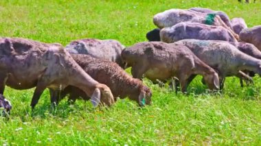 Yağlı kuyruklu koyun sürüsü güneşli bir günde çimenlerde otluyor..